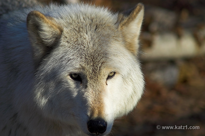 Arctic Wolf 014